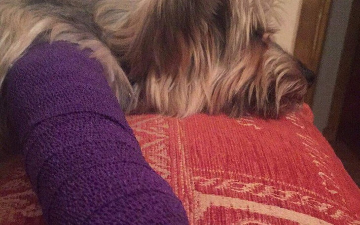 Zbiórka Ratujemy łapkę Bafiego ! - zdjęcie główne