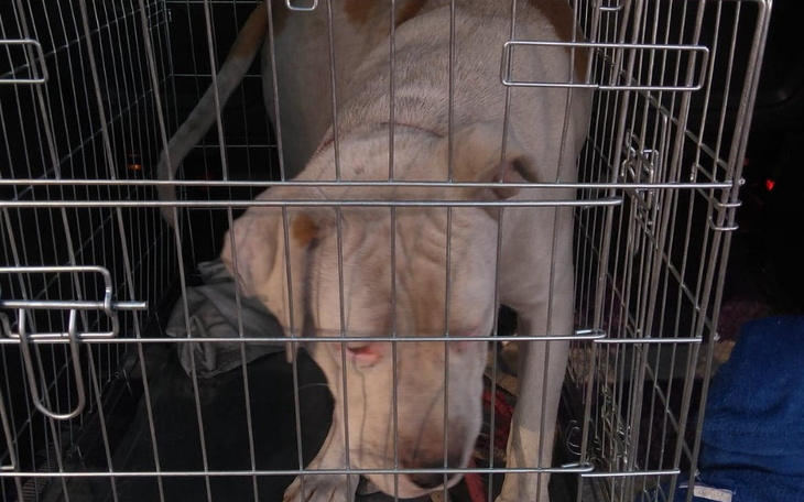Zbiórka Transporty amstaffy - zdjęcie główne