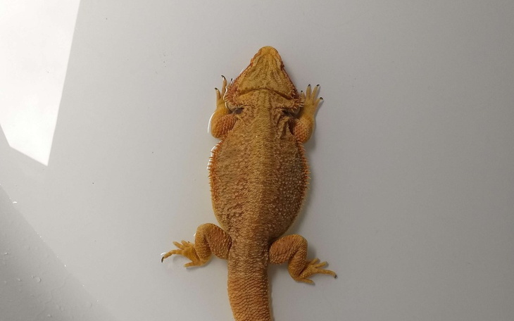 Zbiórka operacja dla agamy - zdjęcie główne