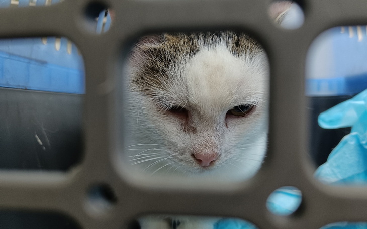 Kot patrzący przez otwór w klatce.