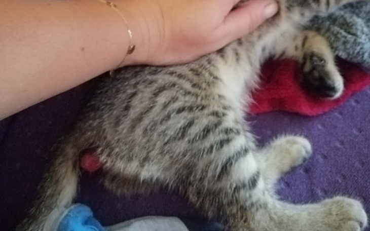 Zbiórka Na operację malutkiej Kreski - zdjęcie główne