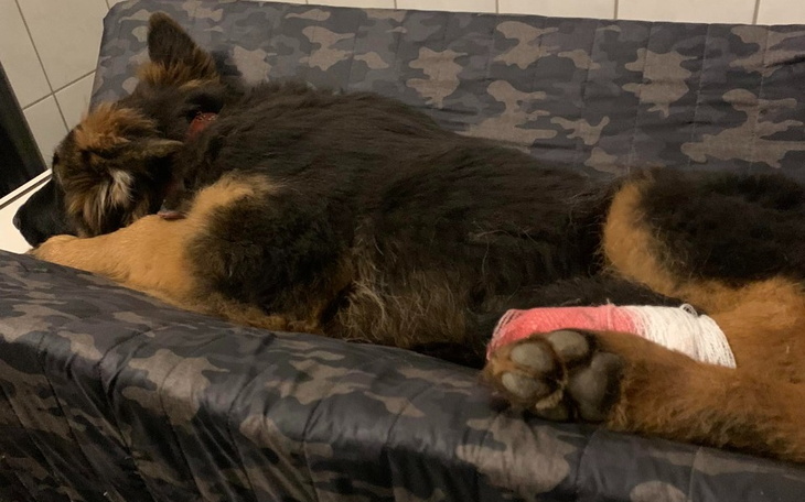 Zbiórka Operacja 5miesięcznego owczarka - zdjęcie główne