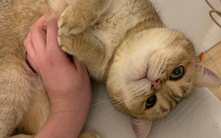 Zbiórka Operacja Miszki - zdjęcie główne