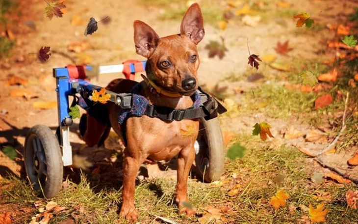 Zbiórka Pomóżmy Maxiulkowi! :( - zdjęcie główne