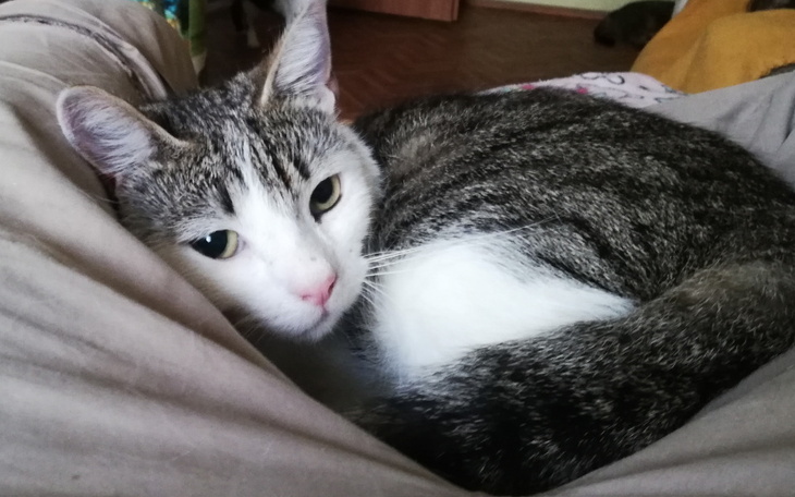 Zbiórka Wizyta i szczepienie Liliego - zdjęcie główne