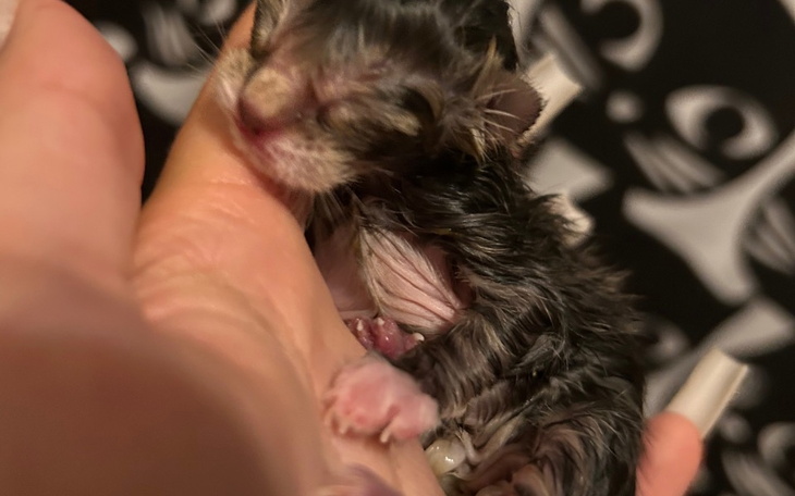 Zbiórka Zbieram na dom dla kotków - zdjęcie główne