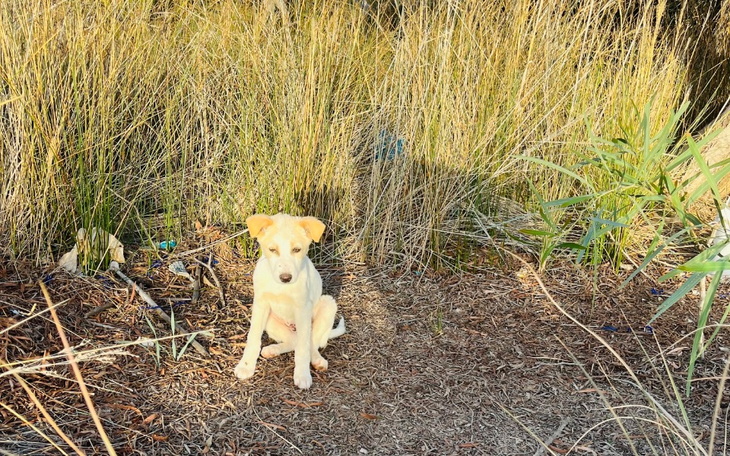 Mały piesek siedzący wśród trawy, patrzący w dal.