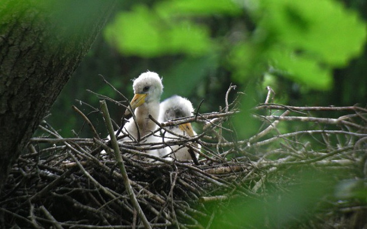 Zbiórka Badania bocianów czarnych 2019 - zdjęcie główne