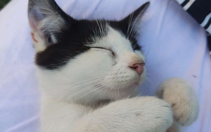 Zbiórka Na przytulny kącik Sory - zdjęcie główne