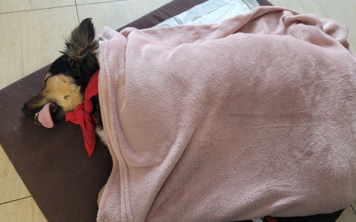 Zbiórka Mania bez kawałka łapki - zdjęcie główne