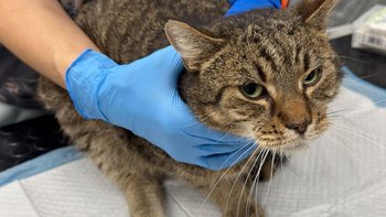 Zbiórka Obi - miniaturka zdjęcia