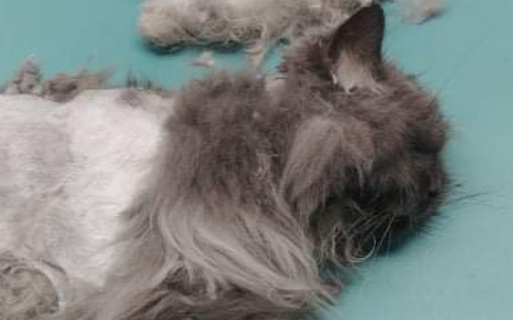 Zbiórka Za zdrowie i i życie porzuconych - zdjęcie główne