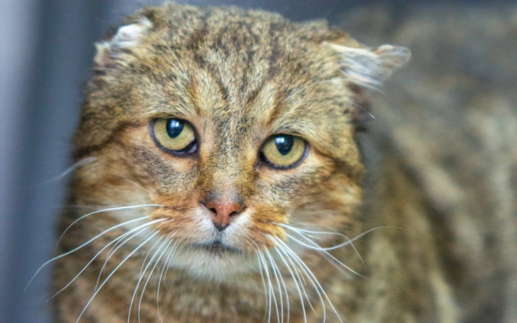 Zbiórka Pyzek - zdjęcie główne