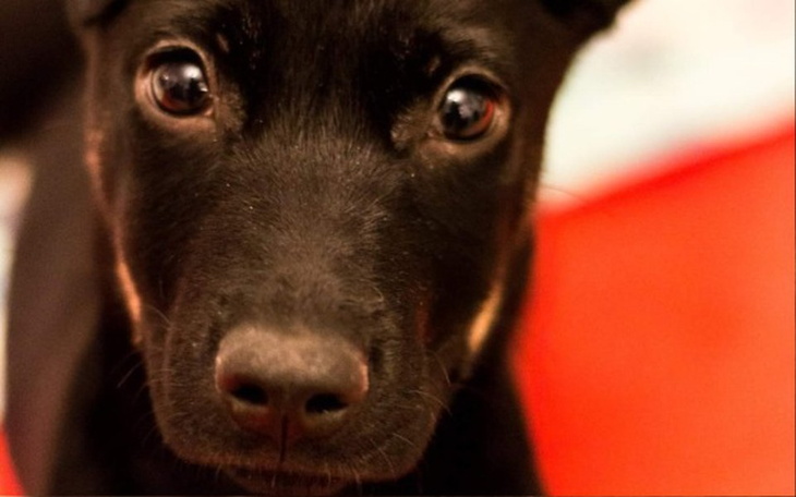 Zbiórka Schronisko w Płocku - zdjęcie główne