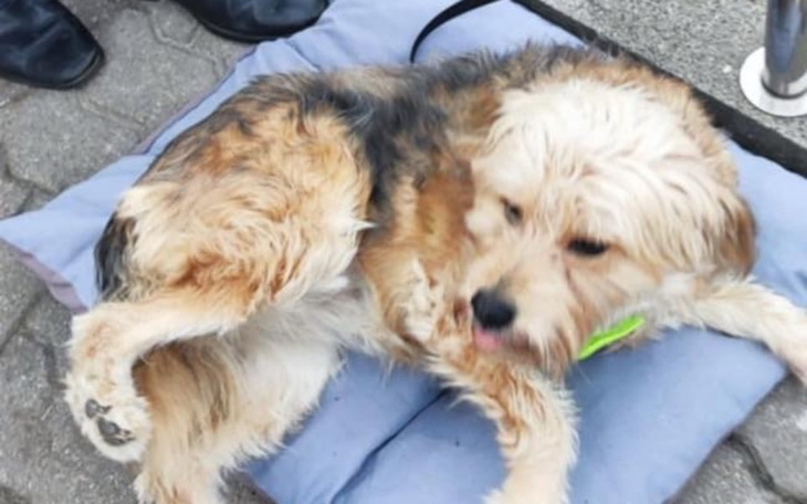 Pies leżący na poduszce, wygląda na zrelaksowanego.