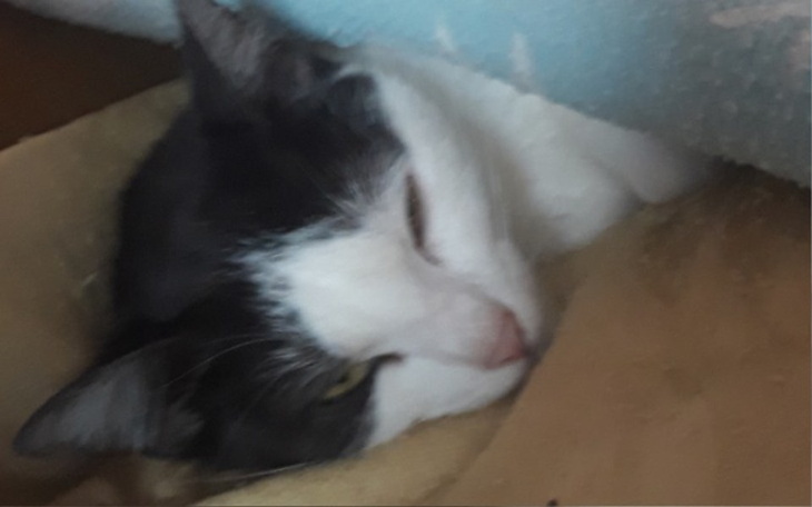 Zbiórka Potrzebuje na zabawki dla kociak - zdjęcie główne