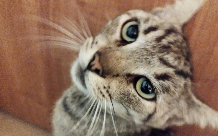 Kot z dużymi oczami, patrzący w stronę obiektywu.