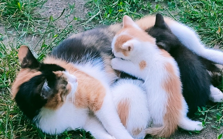 Zbiórka Czaruś - zdjęcie główne