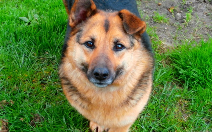 Zbiórka Damulka prosi o pomoc :) - zdjęcie główne