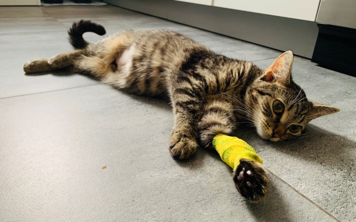 Zbiórka Tygrysek śmiertelna choroba - zdjęcie główne