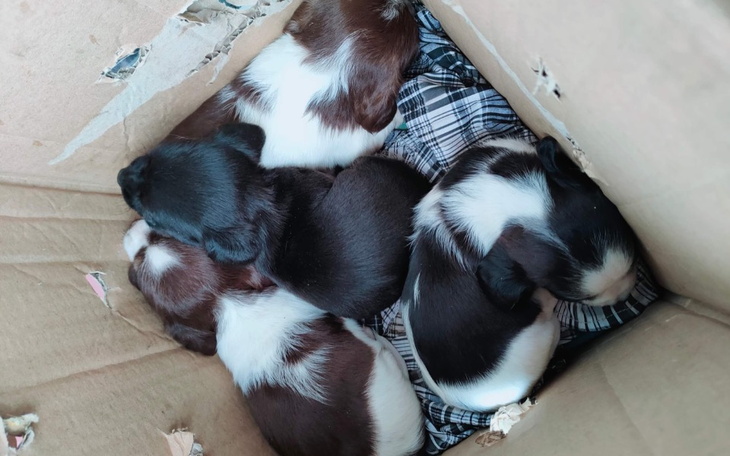 Zbiórka Na pomoc 5-tyg. szczeniaczkom - zdjęcie główne