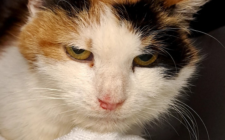 Zbiórka Krew z nosa Ratuj Puchasię - zdjęcie główne