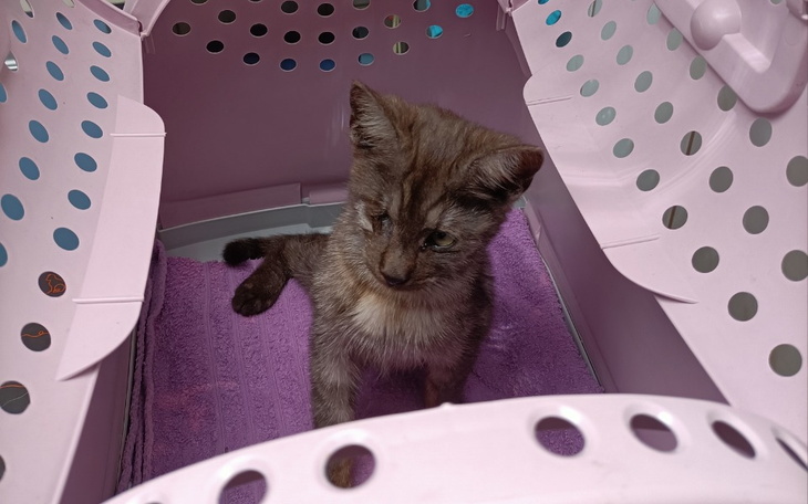 Zbiórka Operacja Toski - zdjęcie główne