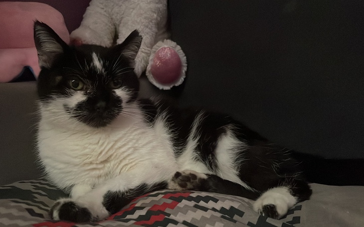 Kot leżący na poduszce, z wyrazistym futrem.