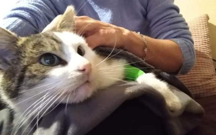 Zbiórka Chory bezdomniak - zdjęcie główne