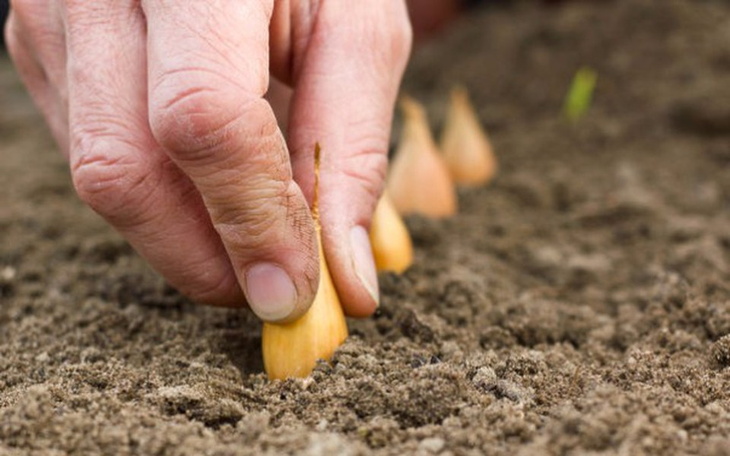 Zbiórka Zbiórka na cebulę dymkę! - zdjęcie główne