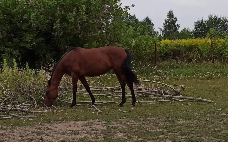 Zbiórka Spełnienie marzenia- kupno konia - zdjęcie główne