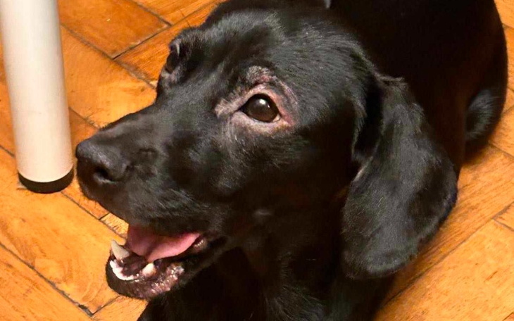 Zbiórka Tequila potrzebuje pomocy - zdjęcie główne