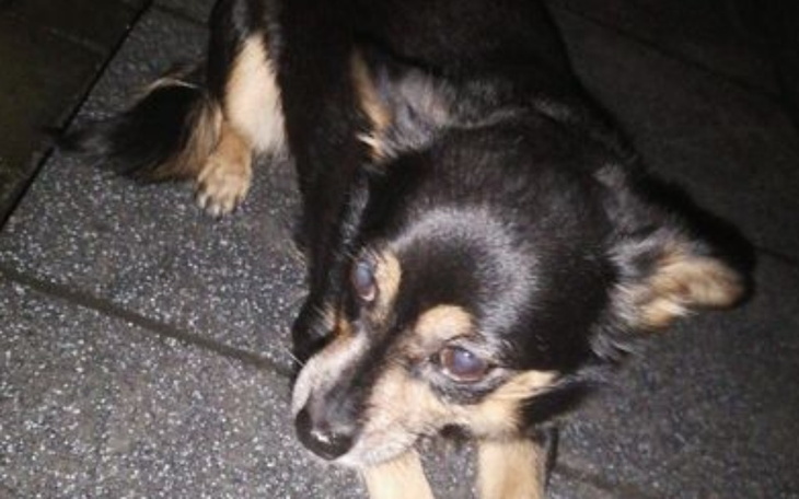 Zbiórka Na ratowanie mojego pieska - zdjęcie główne