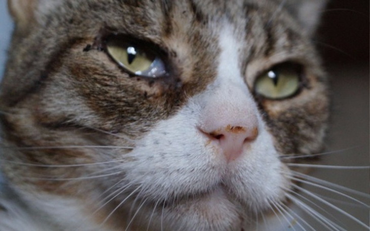 Zbiórka Skatowany Nikodem - zdjęcie główne