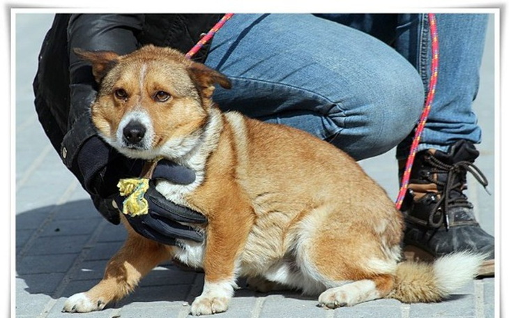 Zbiórka Pomóż Bonusowi wygrać z nosówką - zdjęcie główne