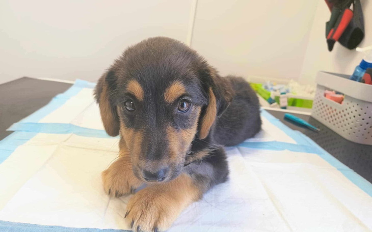 Szczeniak leżący na stole weterynaryjnym.