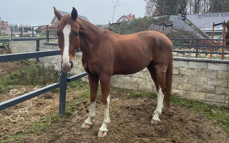 Zbiórka Operacja brzucha konia - zdjęcie główne