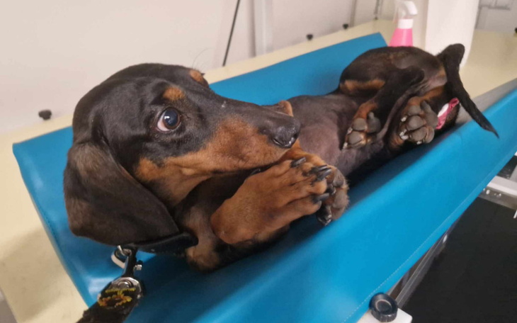 Zbiórka Operacja usunięcie ciała obcego. - zdjęcie główne