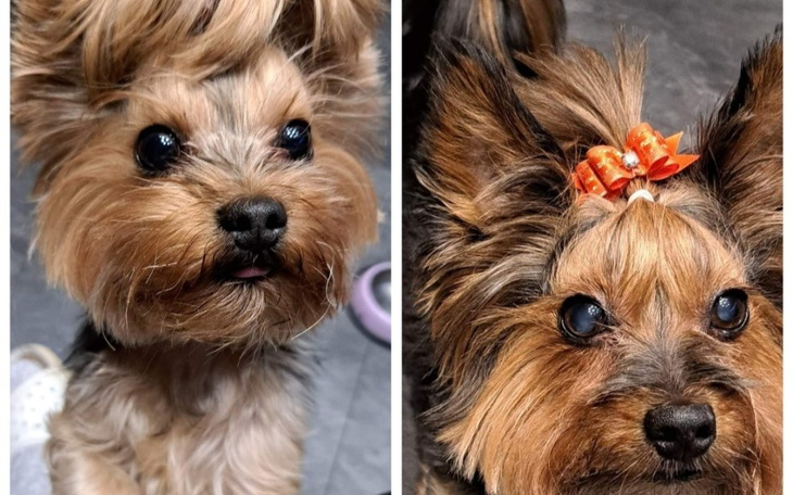 Dwa yorki z ozdobami na głowach, patrzące w obiektyw.