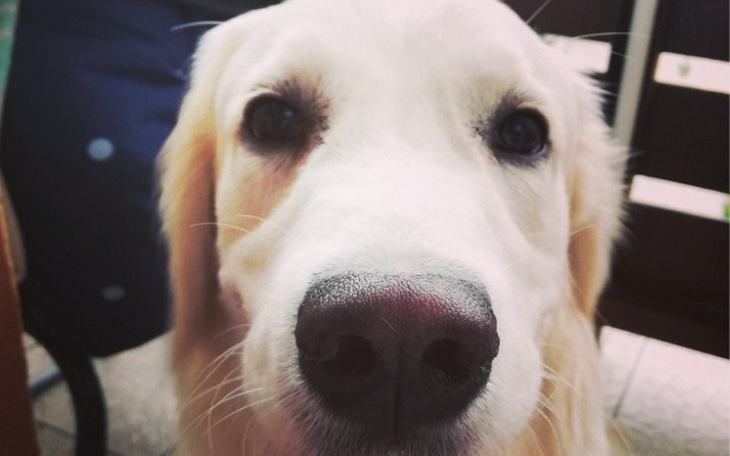 Zbiórka Operacja ratująca życie Lucy - zdjęcie główne