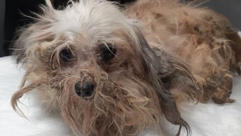 Zbiórka Ostatni ratunek dla zwierząt - miniaturka zdjęcia