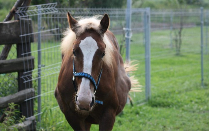 Zbiórka Nasze życie, dom, pomocy! - zdjęcie główne