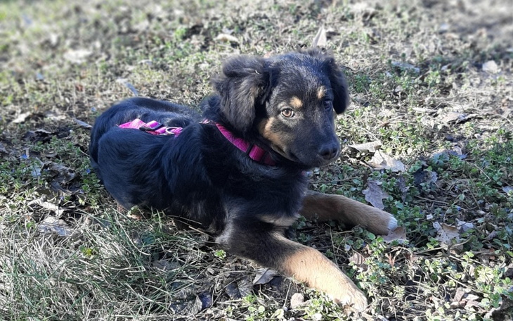 Szczeniak leżący na trawie w słonecznym dniu.