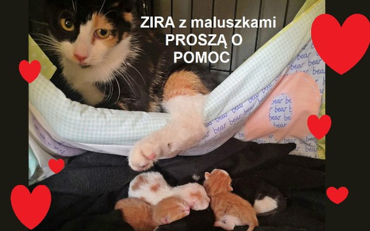 Zbiórka wsparcie dla Ziry i maluszków - zdjęcie główne