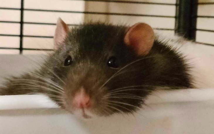 Zbiórka Ciulowe staruszki - zdjęcie główne