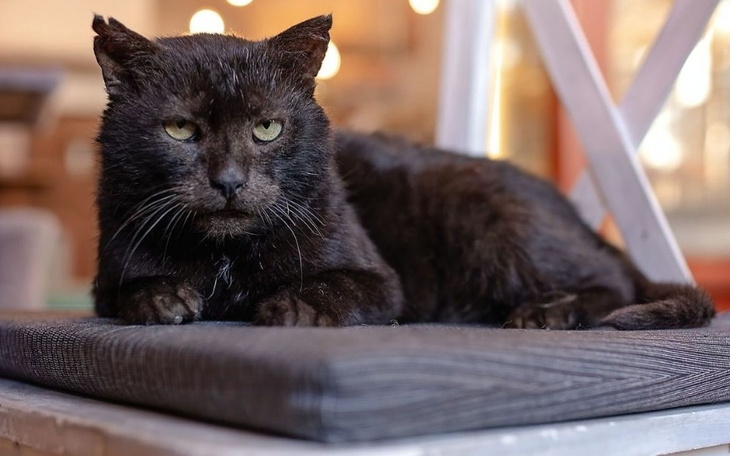 Czarny kot leżący na poduszce, z wyrazem twarzy pełnym spokoju.