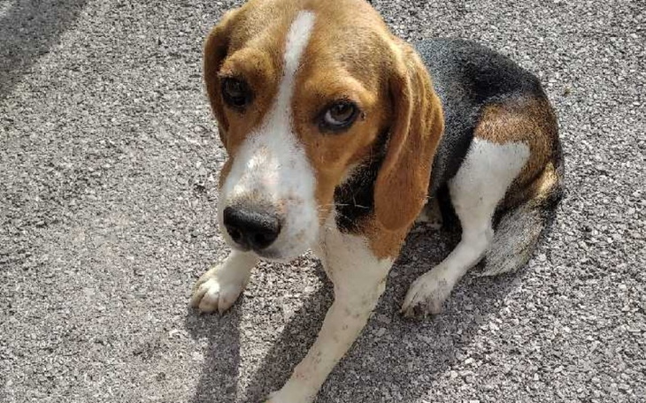 Zbiórka Transport beagielki po wypadku - zdjęcie główne