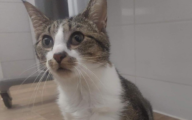 Zbiórka Ratowanie życia Fipusia - zdjęcie główne