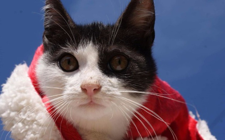 Zbiórka Ponad 20 kotów prosi o pomoc - zdjęcie główne