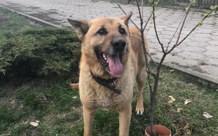 Zbiórka Lepsze życie dla Aresa - zdjęcie główne